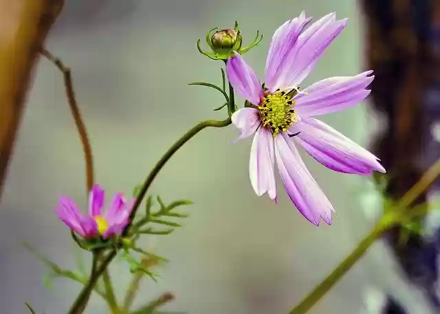 Free download Cosmos Flower Pink -  free photo or picture to be edited with GIMP online image editor