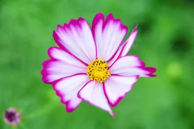 Free download cosmos flower pink flower petals free picture to be edited with GIMP free online image editor