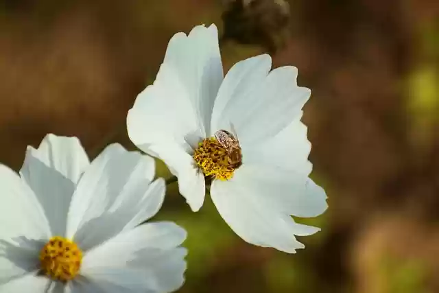 Free download cosmos flowers plant bee insect free picture to be edited with GIMP free online image editor