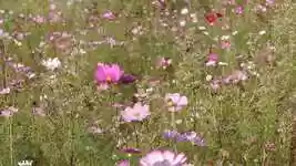 Free download Cosmos Flowers Wallpaper -  free video to be edited with OpenShot online video editor