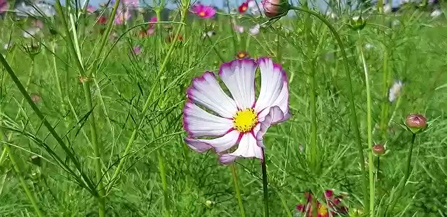 Free download Cosmos Republic Of Korea Flowers -  free photo or picture to be edited with GIMP online image editor