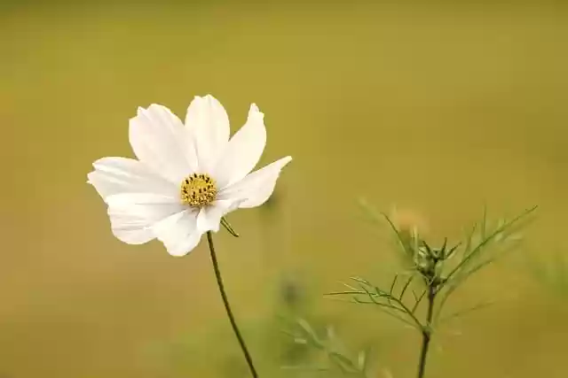 Free download cosmos white flower flower free picture to be edited with GIMP free online image editor