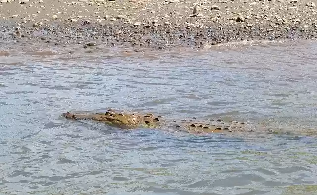 Free download Costa Rica Croc Crocodile -  free photo or picture to be edited with GIMP online image editor
