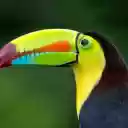 COSTA Theme  screen for extension Chrome web store in OffiDocs Chromium