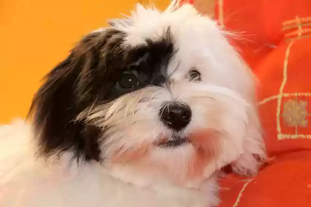 Free download coton de tulear dog puppy pet free picture to be edited with GIMP free online image editor
