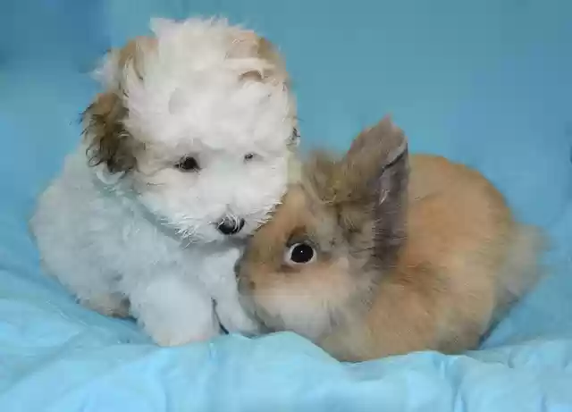 Free download coton de tulear puppy dwarf rabbit free picture to be edited with GIMP free online image editor