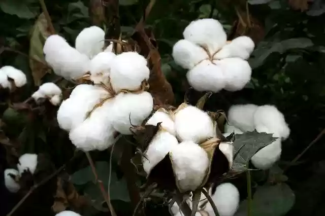 Free download cotton bt cotton gmo biotech cotton free picture to be edited with GIMP free online image editor