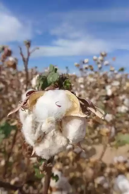 Free download Cotton Flower Field -  free photo or picture to be edited with GIMP online image editor