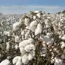 Cotton garden  screen for extension Chrome web store in OffiDocs Chromium