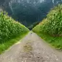 Countryside Cornfield Path  screen for extension Chrome web store in OffiDocs Chromium