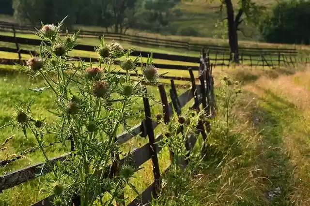 Free download Countryside Fence Flower -  free photo or picture to be edited with GIMP online image editor
