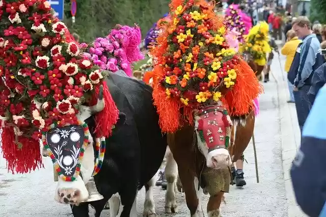 Free download Cow Almabtrieb Tradition -  free photo or picture to be edited with GIMP online image editor