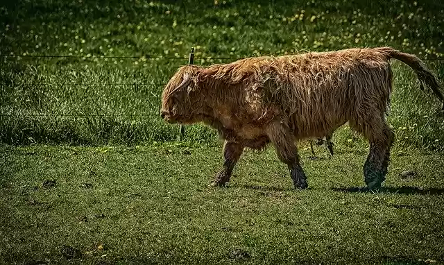 Free download Cow Animal Beef -  free photo or picture to be edited with GIMP online image editor