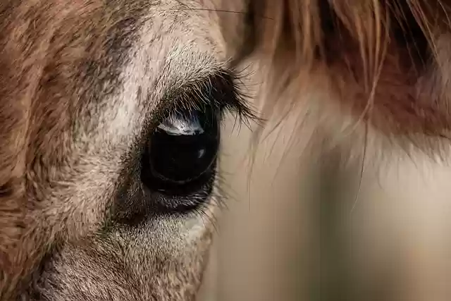 Free download cow animal eye eyelashes head free picture to be edited with GIMP free online image editor