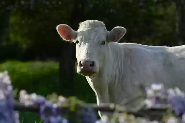 Free download cow animal nature livestock cattle free picture to be edited with GIMP free online image editor