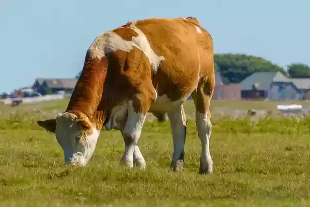 Free download cow animal pasture meadow grazing free picture to be edited with GIMP free online image editor