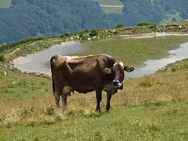 Free download Cow Beef Animals -  free photo or picture to be edited with GIMP online image editor