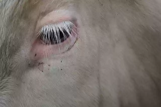 Free download Cow Beef Milk -  free photo template to be edited with GIMP online image editor