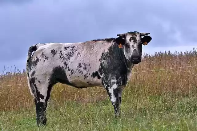Free download Cow Belgian Blue Herkauwer -  free photo or picture to be edited with GIMP online image editor