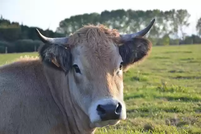 Free download cow bovids cattle ruminant female free picture to be edited with GIMP free online image editor