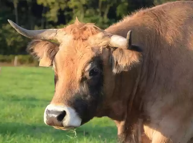 Free download cow bovids ruminant female free picture to be edited with GIMP free online image editor