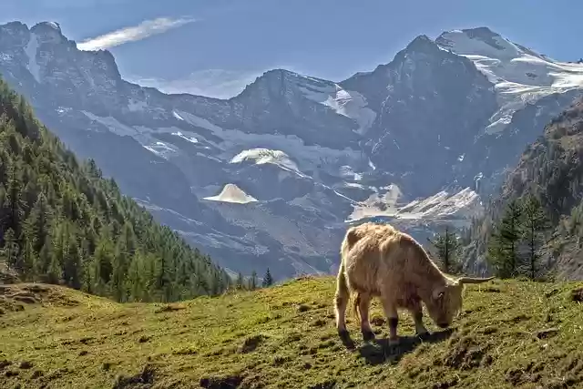 Free download cow breed scottish highland free picture to be edited with GIMP free online image editor