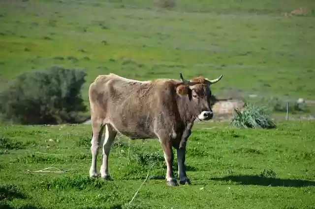 Free download cow cattle farm grass agriculture free picture to be edited with GIMP free online image editor