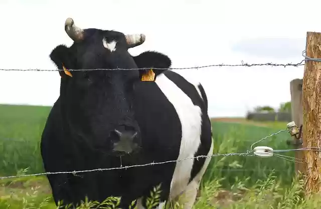 Free download cow cows cattle pasture grazing free picture to be edited with GIMP free online image editor