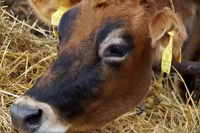 Free download Cow Dairy Economic free photo template to be edited with GIMP online image editor