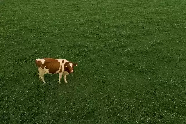 Free download Cow Grass Swiss Milk -  free photo or picture to be edited with GIMP online image editor