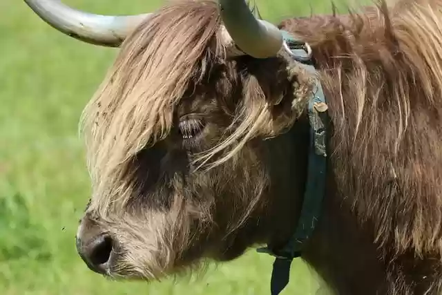 Free download cow horns highland cow ruminant free picture to be edited with GIMP free online image editor