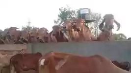 Free download Cow Indian Holy -  free video to be edited with OpenShot online video editor