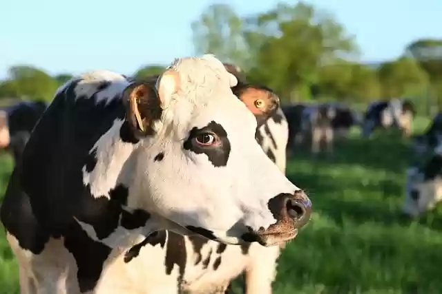 Free download cow nature animal livestock cattle free picture to be edited with GIMP free online image editor