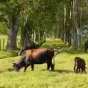 cows and grassy road  screen for extension Chrome web store in OffiDocs Chromium