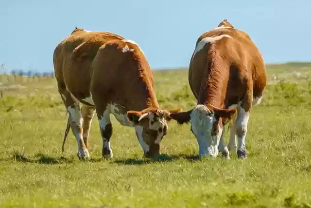 Free download cows animals pasture meadow free picture to be edited with GIMP free online image editor