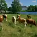 Cows by the River  screen for extension Chrome web store in OffiDocs Chromium