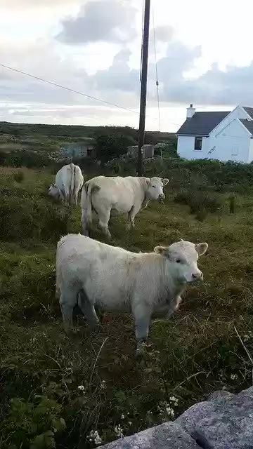 Free download Cows Ireland Pasture -  free photo or picture to be edited with GIMP online image editor