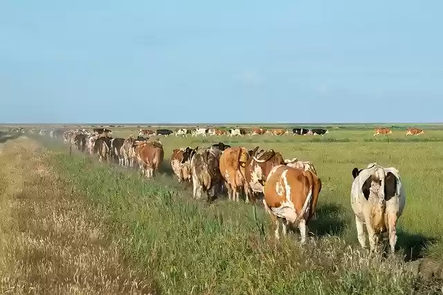 Free download Cows Nature Agriculture -  free photo or picture to be edited with GIMP online image editor