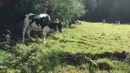 Free download Cows Nature Switzerland -  free video to be edited with OpenShot online video editor