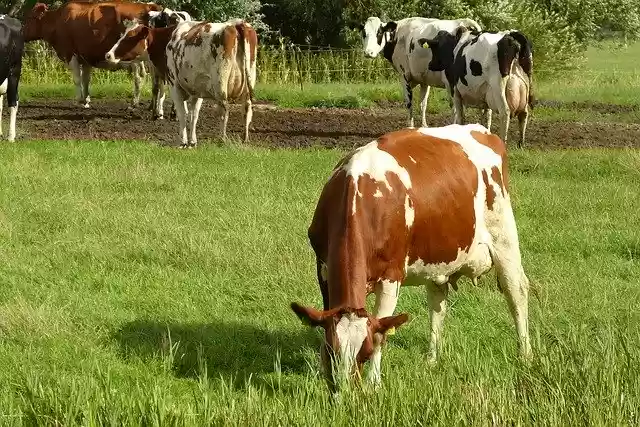 Libreng download Cows Netherlands Landscape - libreng libreng larawan o larawan na ie-edit gamit ang GIMP online na editor ng imahe