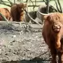 Cows on the Plateau  screen for extension Chrome web store in OffiDocs Chromium