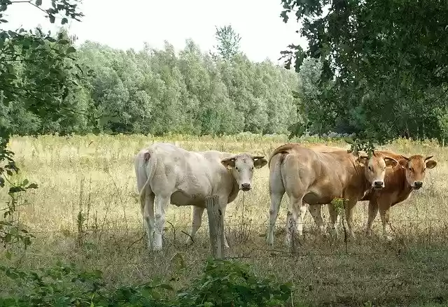Free download Cows Oxen Countryside -  free photo or picture to be edited with GIMP online image editor