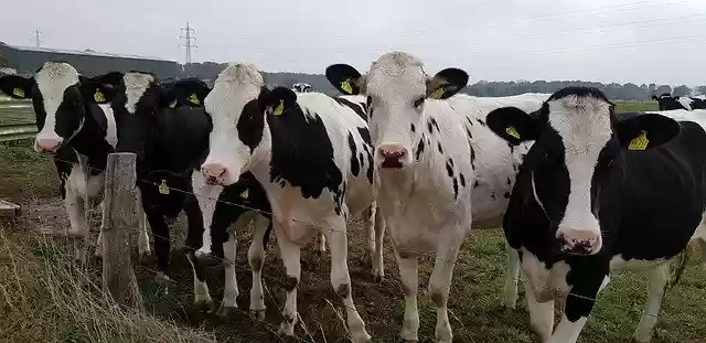 Free download Cows Pasture Curiosity -  free free photo or picture to be edited with GIMP online image editor