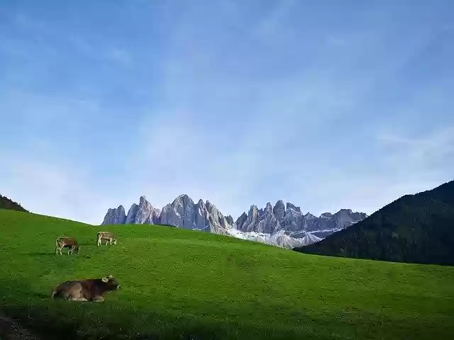 Free download Cows South Tyrol Bg -  free photo or picture to be edited with GIMP online image editor