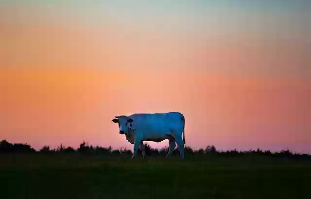 Free download Cow Under Alien Sky Bull -  free photo or picture to be edited with GIMP online image editor
