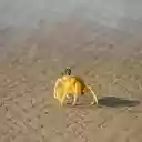 Crab and camera  screen for extension Chrome web store in OffiDocs Chromium
