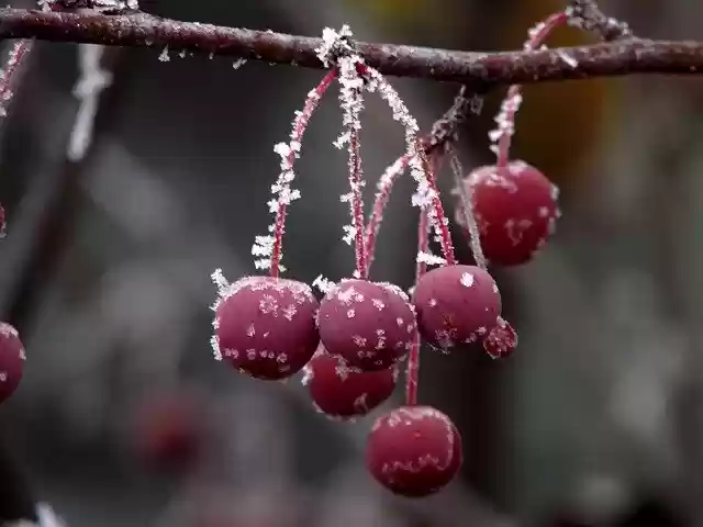 Free download Crabapples Fruit Sour -  free free photo or picture to be edited with GIMP online image editor