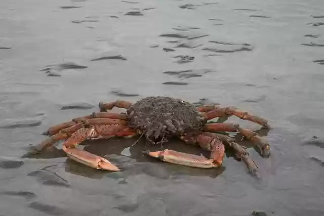 Free download crab crustacean true crab beach free picture to be edited with GIMP free online image editor