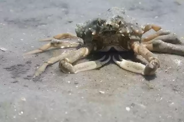 Free download Crab Ocean Sea -  free photo or picture to be edited with GIMP online image editor