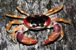 Free download Crab pictures free photo or picture to be edited with GIMP online image editor